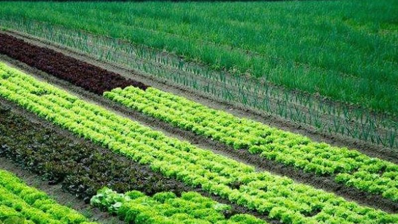 核心关注点：亩产成本比、病虫害防效与产品入市合规性