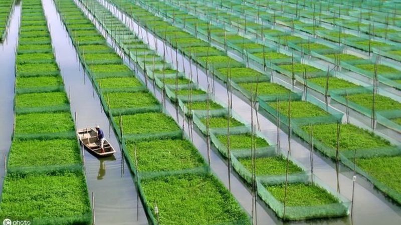云南花卉种植病虫害防治：注意事项与科学方法