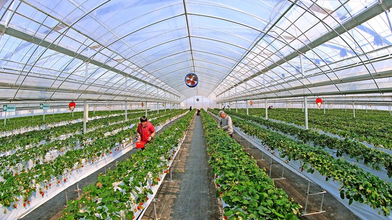 种植培训实战班：提升农业技术，助力丰收之道