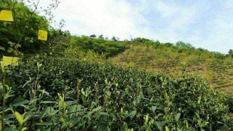 大棚保温被：如何选择优质产品，保障农业生产效率**