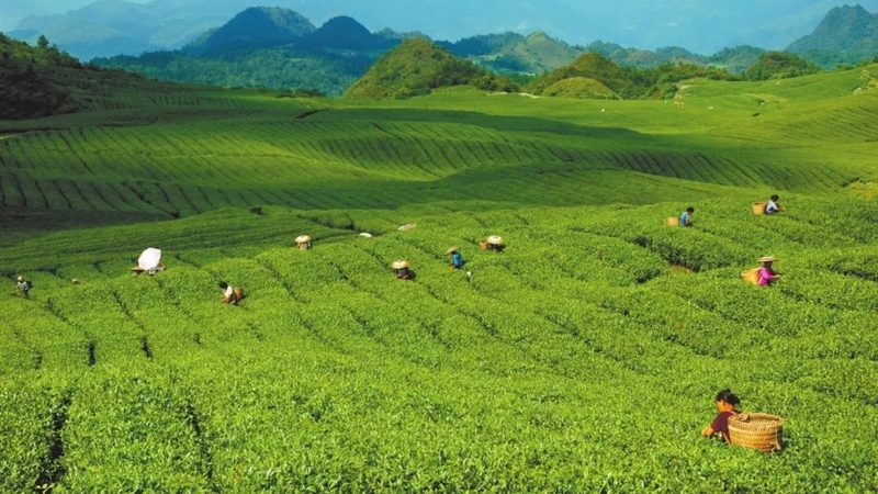 蔬菜大棚种植技术书籍图解：揭秘高效种植奥秘