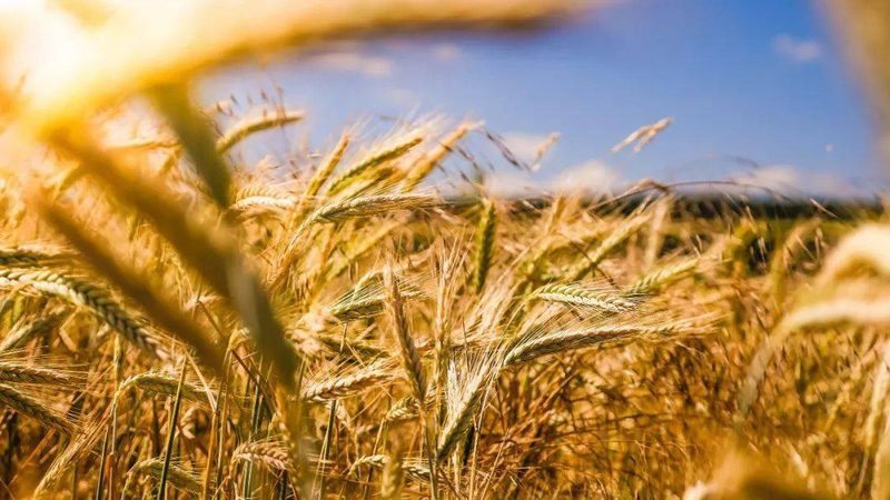 水果种植新手常见错误盘点：如何避免踩坑