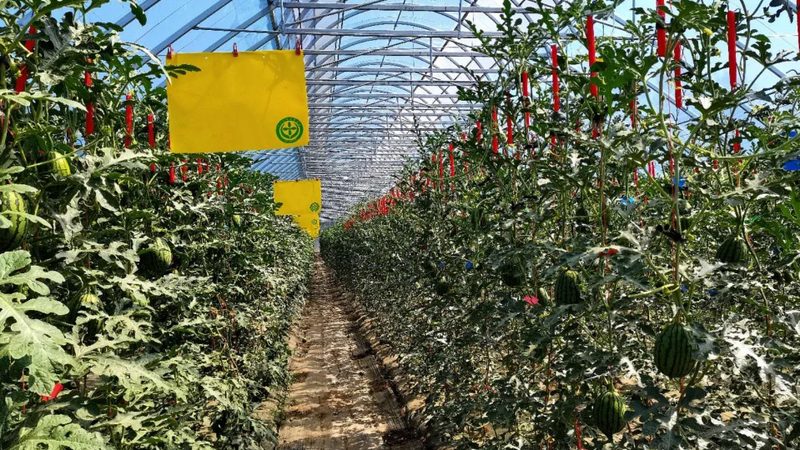 连栋大棚骨架：现代农业设施的关键选择