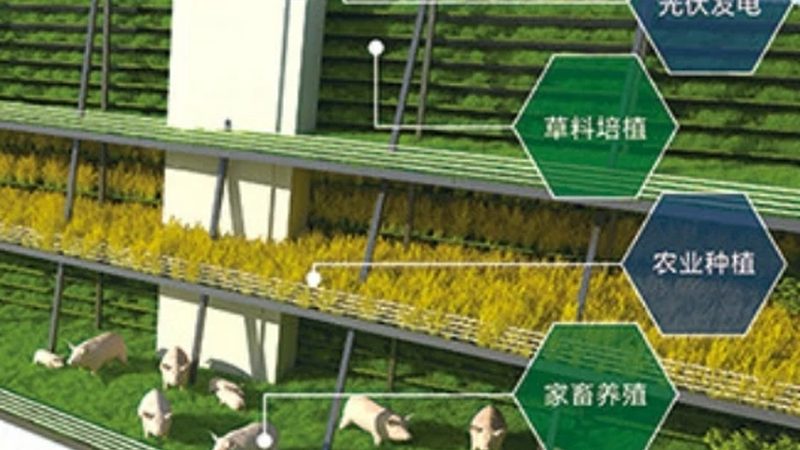 有机蔬菜种子标准：质量与安全的双重保障